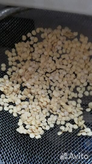 Семена сладкого перца