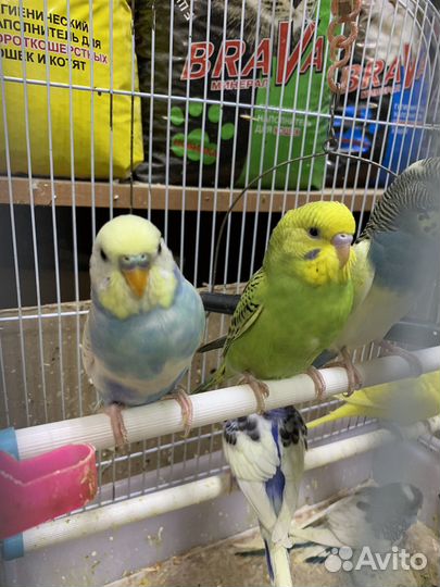 Волнистый попугай