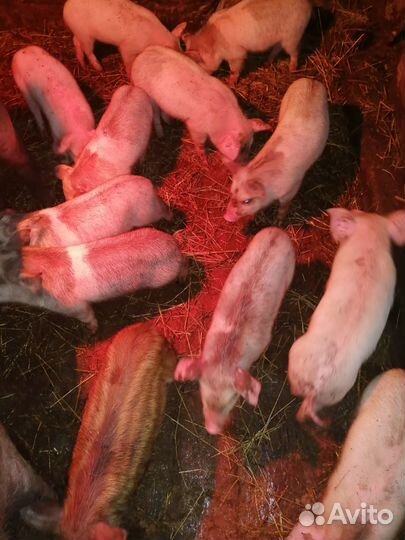 Домашние животные