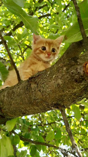 Котята в добрые руки 3 месяца.Все мальчики