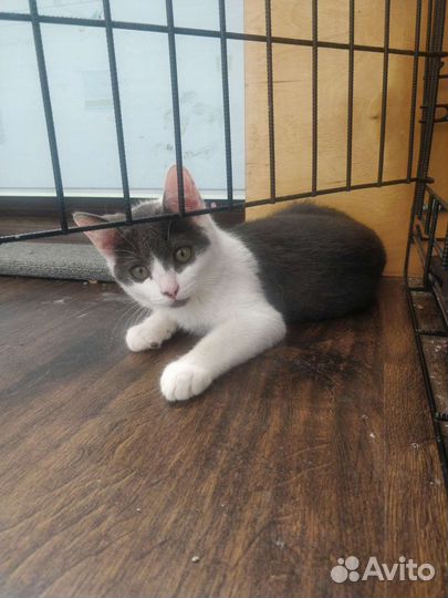Котенок мальчик