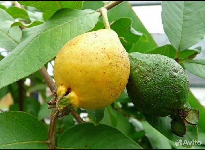 Гуава лимонная