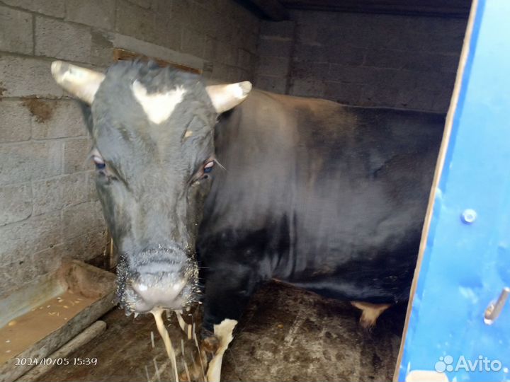 Бык живым весом