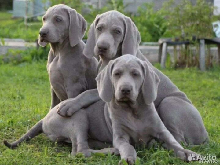 Веймаранер