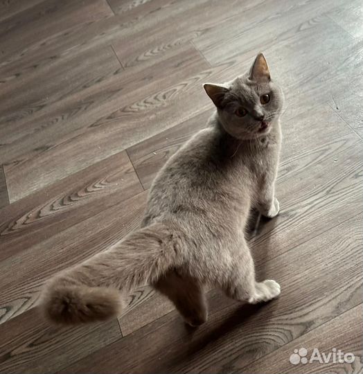 Британская кошка