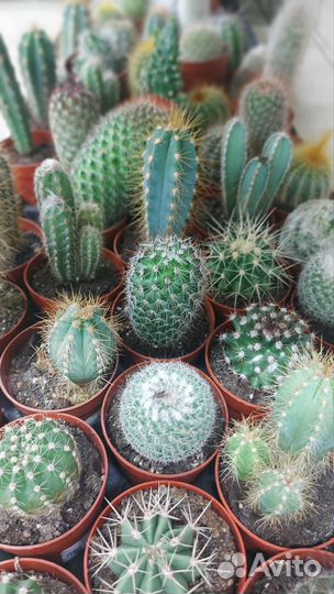 Комнатные растения