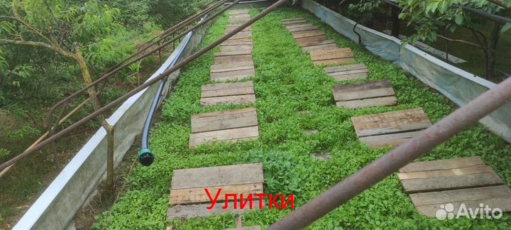 Улитки / малек