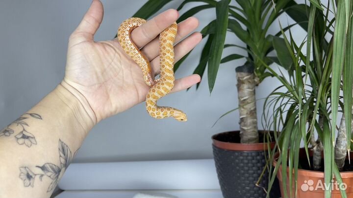 Свиноносый уж Albino