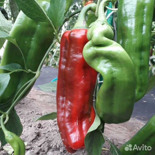 Перец сладкий рассада