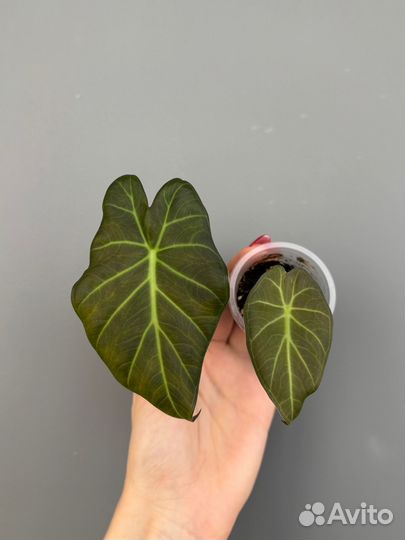 Алоказия регал шилдс