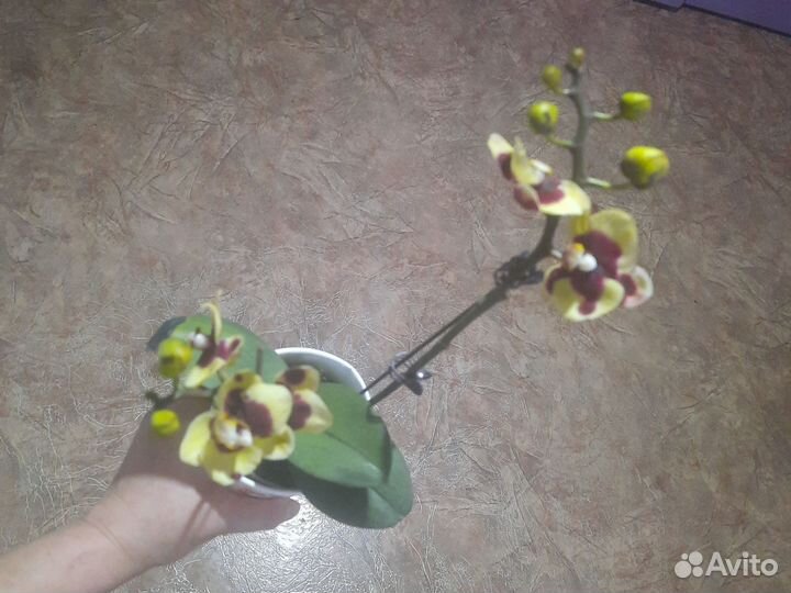 Орхидея фаленопсис