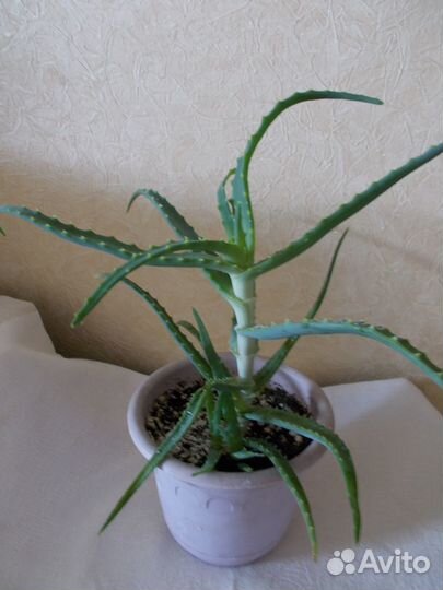 Молодое алоэ