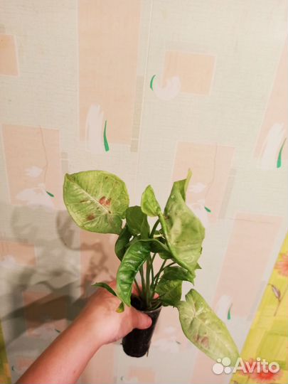 Сингониумы