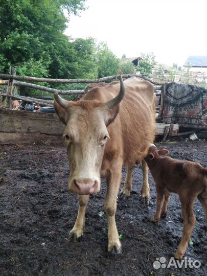 Корови и телята один бичок один телка