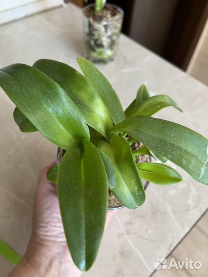 Орхидея дендробиум фаленопсис