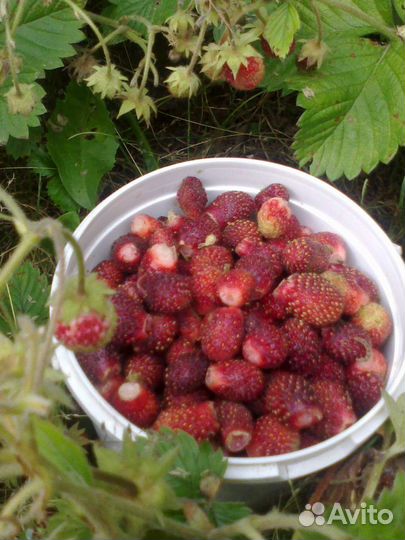 Земклуника