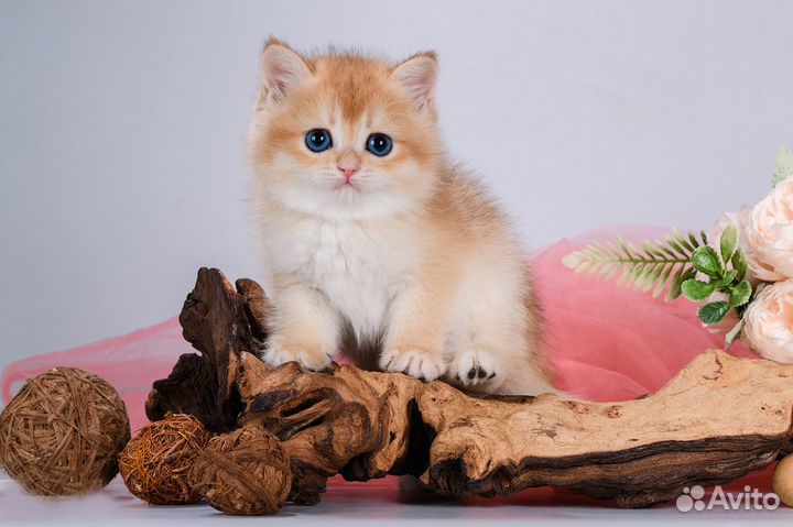 Британцы. Золотые шиншиллы. Щекастые красавцы