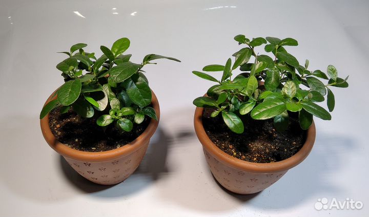 Фейхоа (cca sellow)