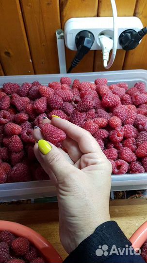 Саженцы малины