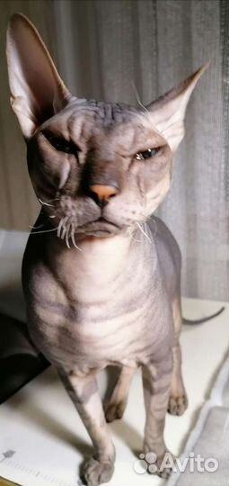Кот для вязки сфинкс