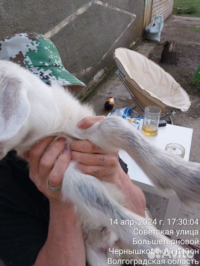 Козлик (заано-альпиец (метис 50/50)