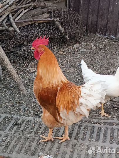 Петух на племя