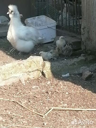 Китайские шёлковые цыплята