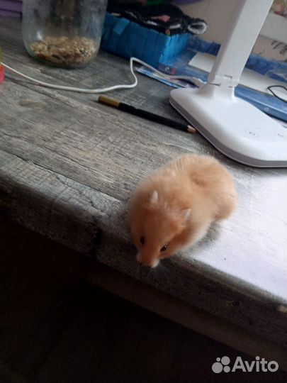 Сирийские хомячки