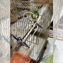 Клетка для волнистого попугая с аксессуарами, Сочи