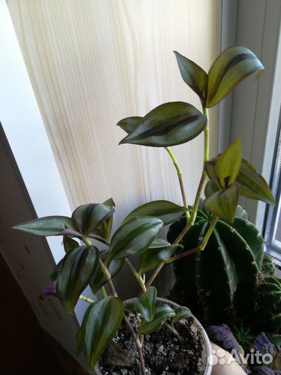 Традесканция Зебрина