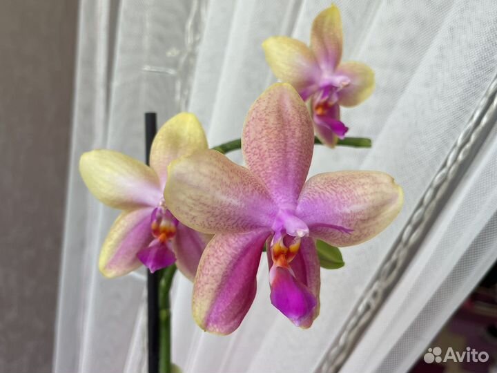 Орхидея фаленопсис сортовой ароматная