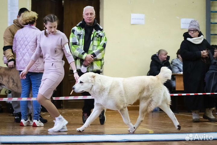 Дрессировка собак