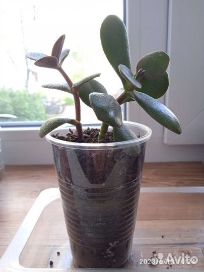 Крассула толстянка