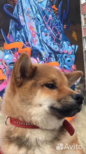 Щенок сиба ину dzembi