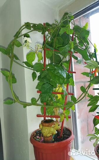 Цветы горшечные домашние