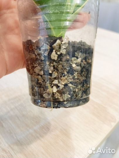 Сансиеверия Крео