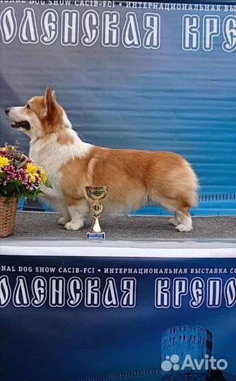 Вязка Кобель вельш-корги пемброк