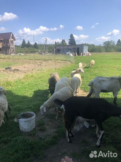 Ягнята барашки