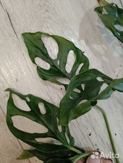 Монстера Обликва перу, Адамсона. Большой куст