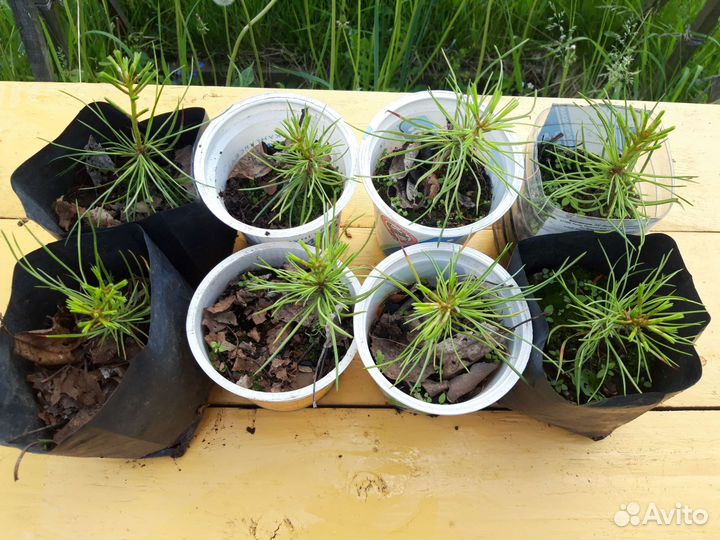 Кедр корейский и сибирский