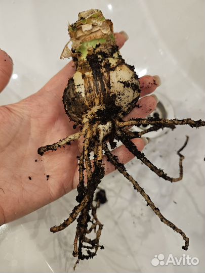 Гиппеаструм амариллис луковицы