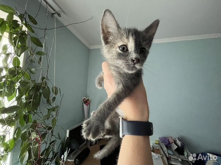 Котенок девочка Удача