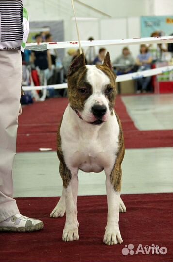 Американский Стаффордширский терьер кобель