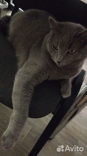 Кот в добрые руки