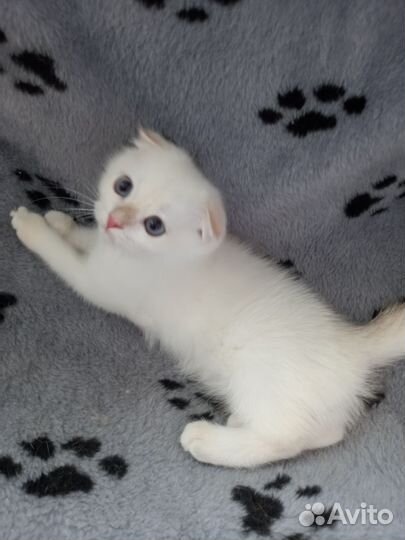 Шотландские котята