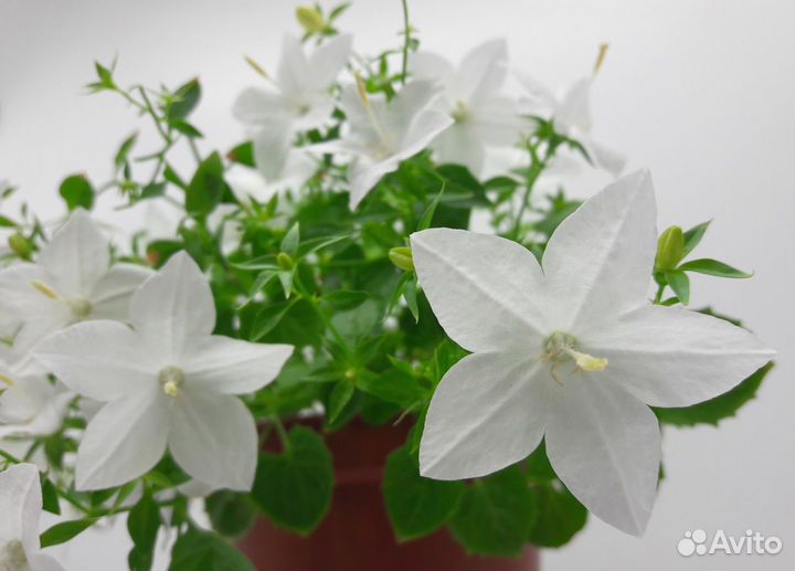 Кампанула Альба