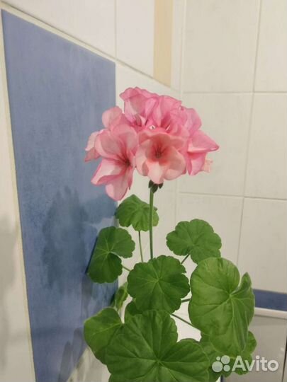 Пеларгония герань