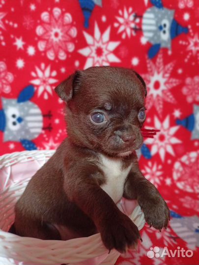 Чихуа горькие шоколадики