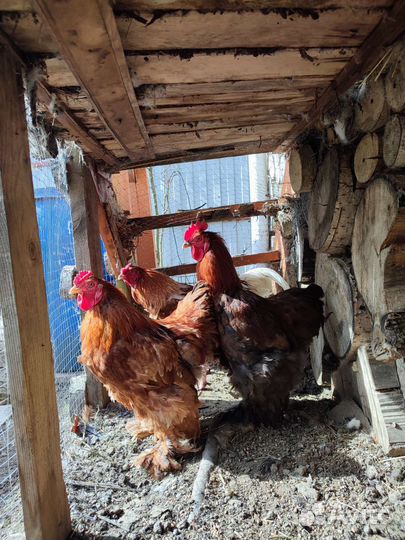 Петухи, курочка Кохинхины, красавчики