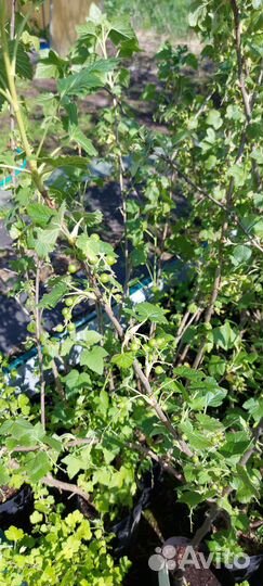 Смородина черная, красная